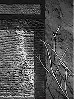 Composition With  Twigs