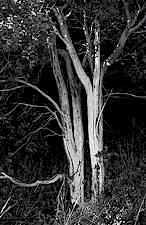 Junipers_tn.jpg (7251 bytes)