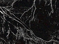 Roots_tn.jpg (18865 bytes)