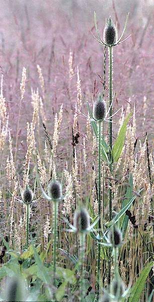 Teasels