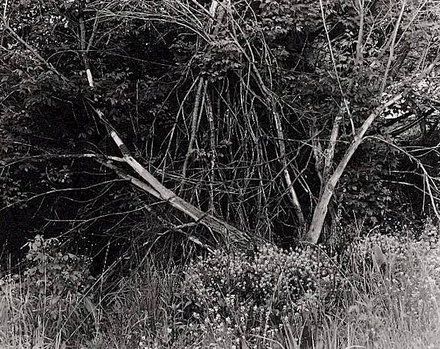 Tree 1